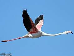 Flamant rose