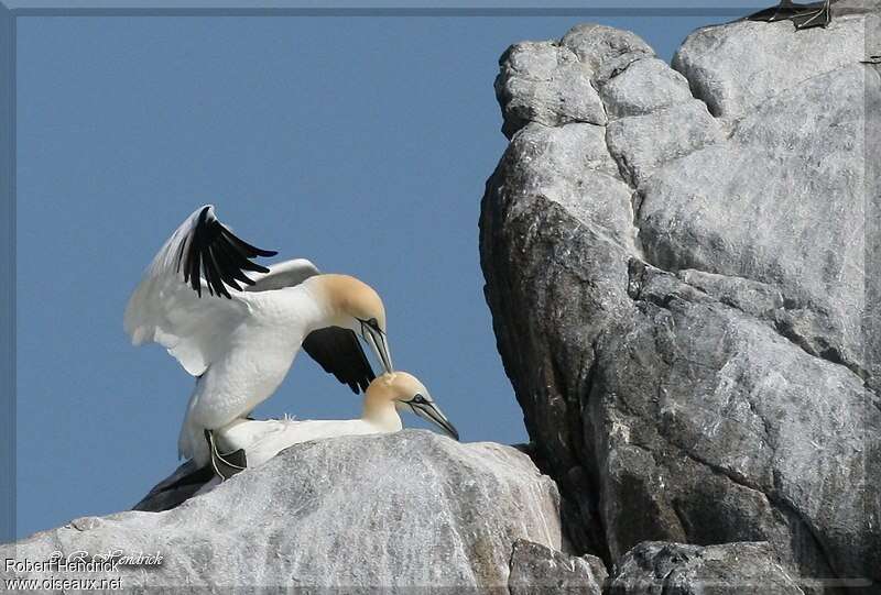 Fou de Bassanadulte, accouplement.