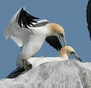 Northern Gannet