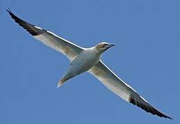 Northern Gannet