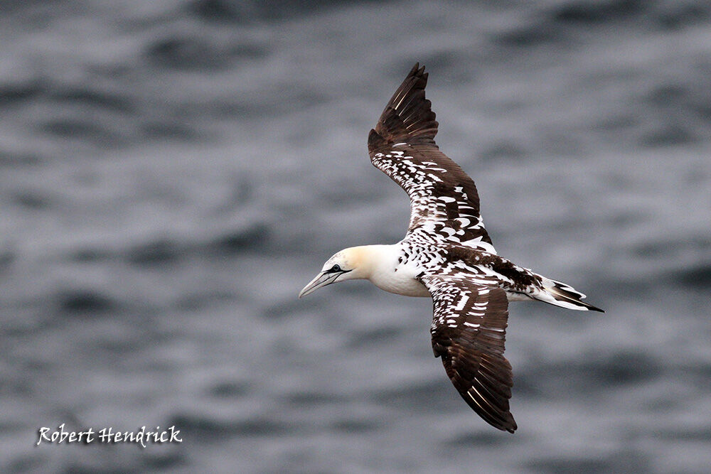 Northern Gannet