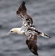 Northern Gannet