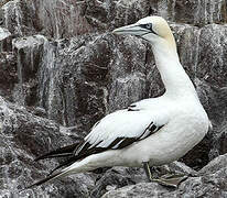 Northern Gannet