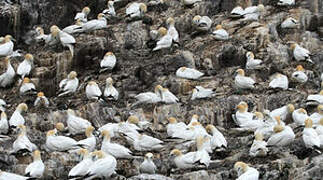 Northern Gannet