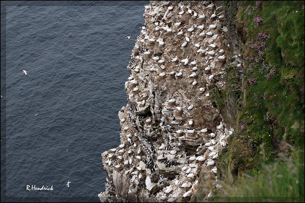 Northern Gannet