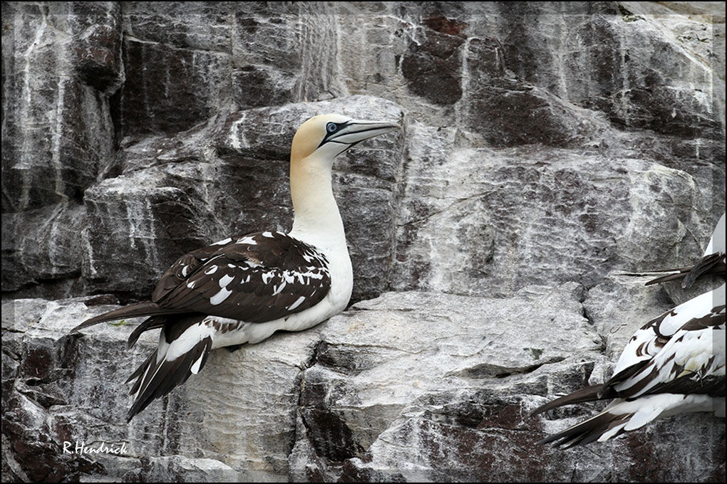 Northern Gannet