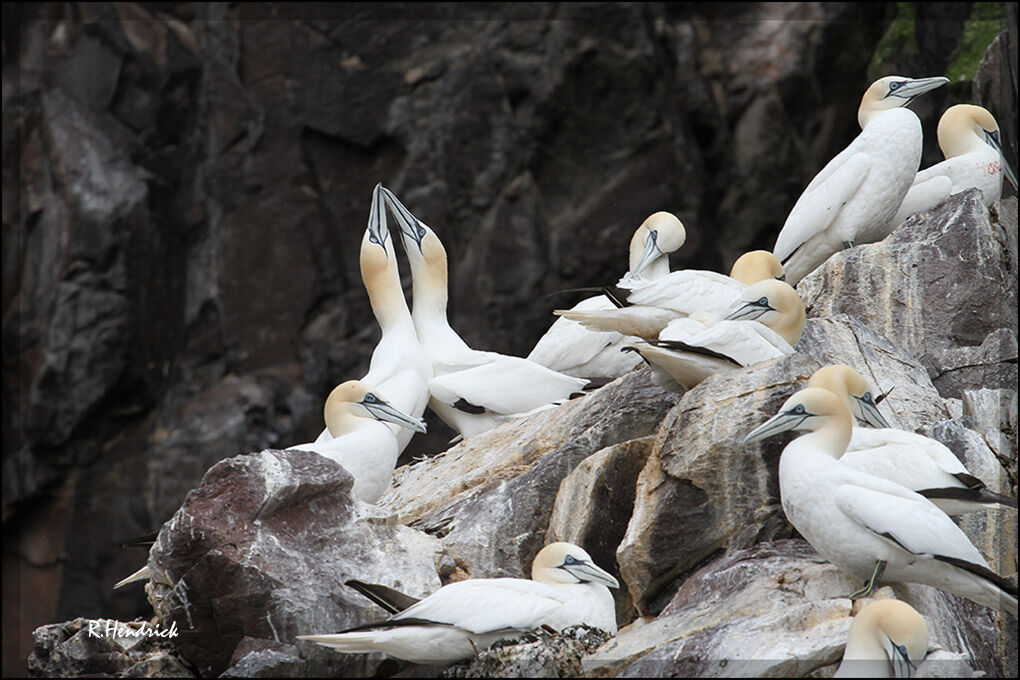 Northern Gannet