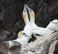 Northern Gannet