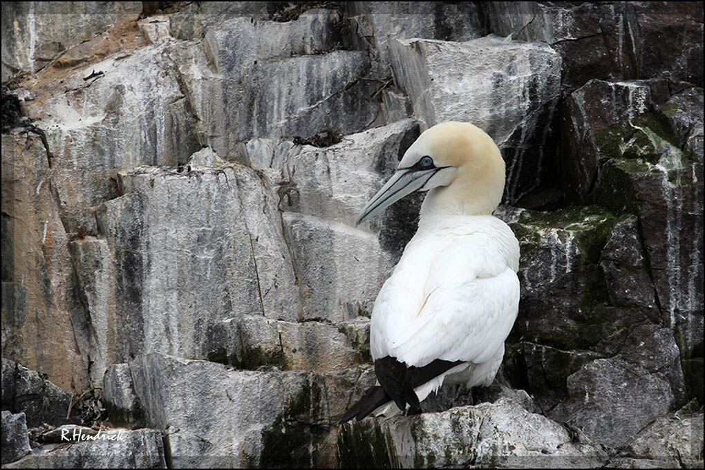 Northern Gannet