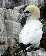 Northern Gannet