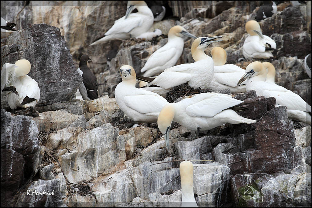 Northern Gannet