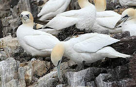 Northern Gannet