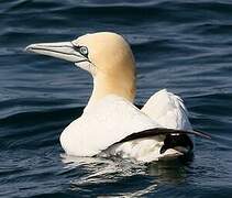 Northern Gannet