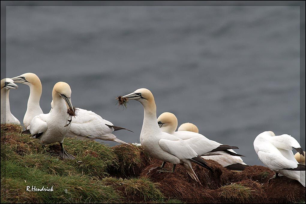 Northern Gannet