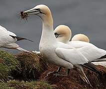 Northern Gannet