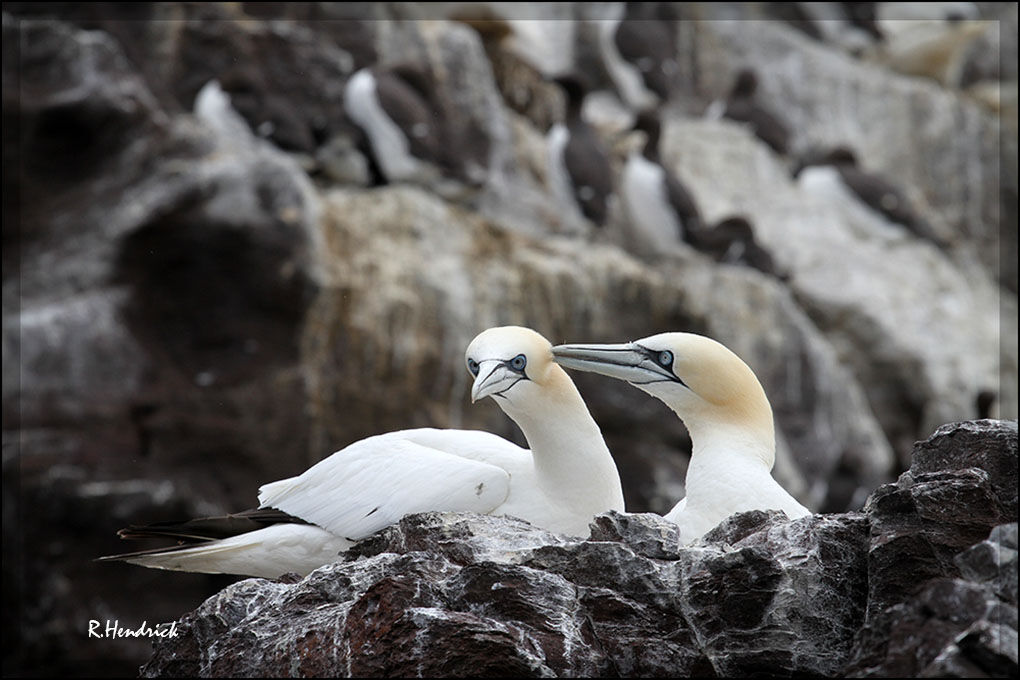 Northern Gannet