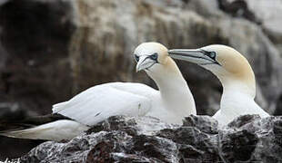 Northern Gannet