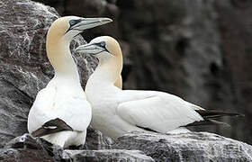 Northern Gannet