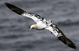 Northern Gannet