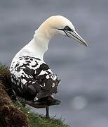 Northern Gannet