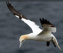 Northern Gannet