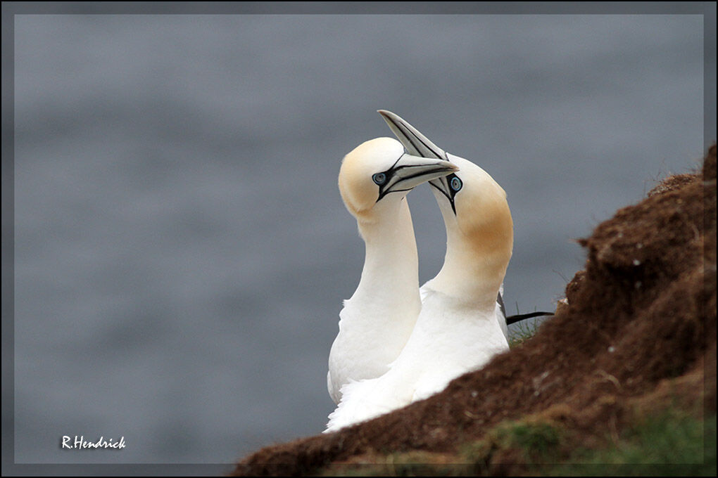 Northern Gannet