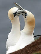 Northern Gannet