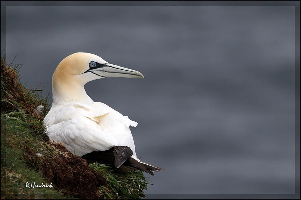 Northern Gannet