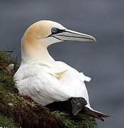 Northern Gannet