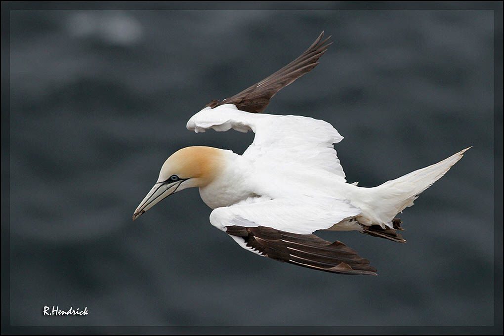 Northern Gannet