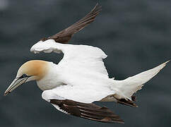 Northern Gannet