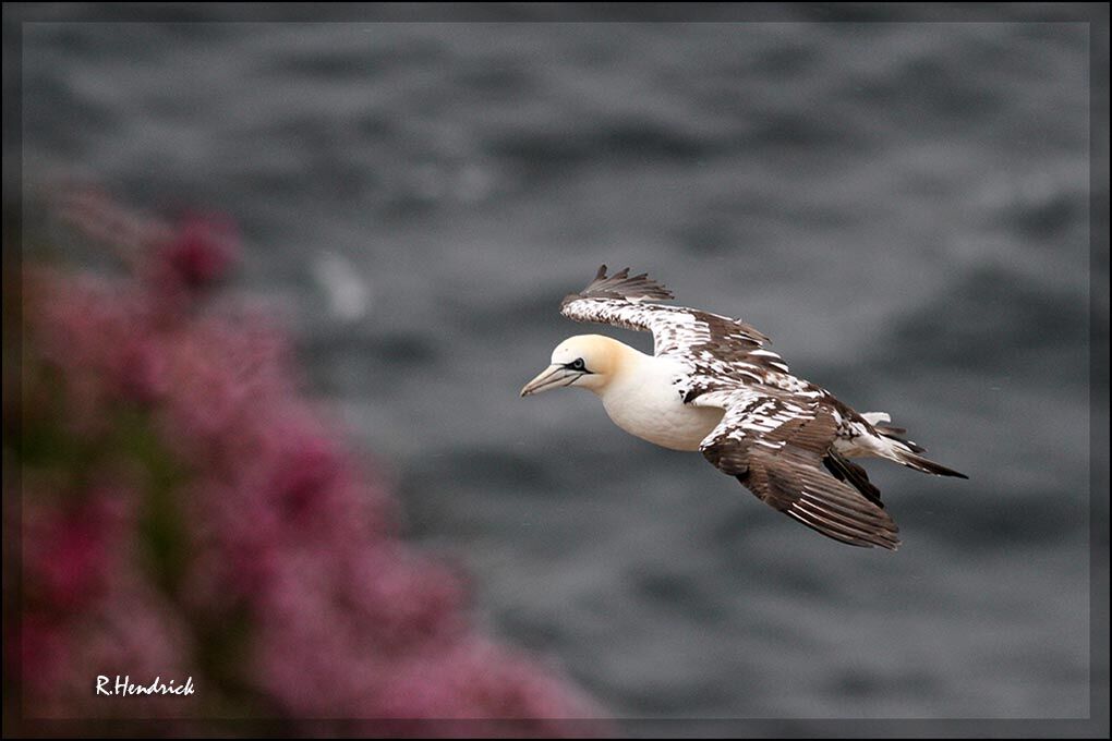 Northern Gannet