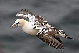 Northern Gannet