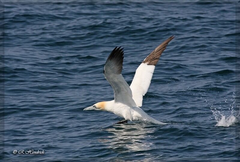 Northern Gannet