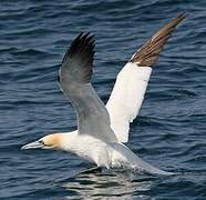 Northern Gannet