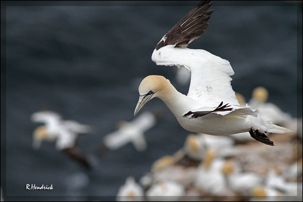 Northern Gannet