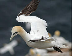 Northern Gannet