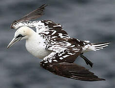 Northern Gannet