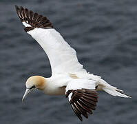 Northern Gannet