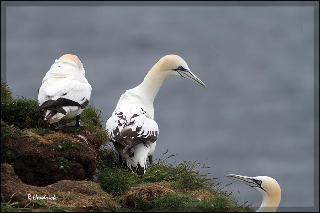 Northern Gannet