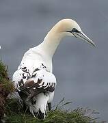 Northern Gannet