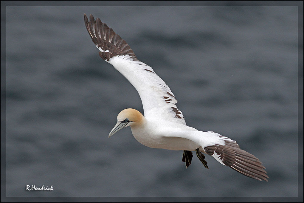 Northern Gannet