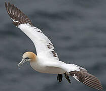 Northern Gannet