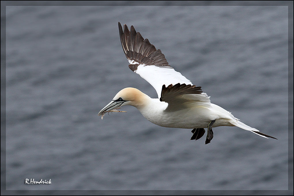 Northern Gannet