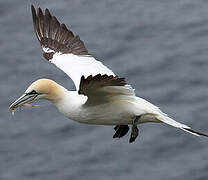 Northern Gannet