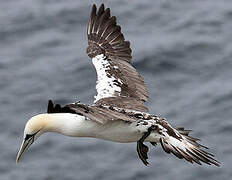 Northern Gannet