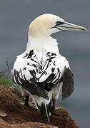 Northern Gannet