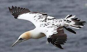 Northern Gannet