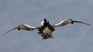 Northern Gannet