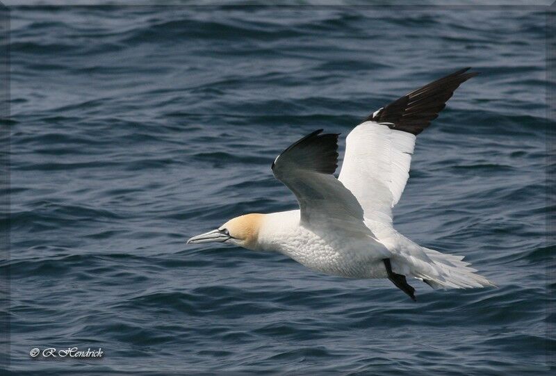 Northern Gannet